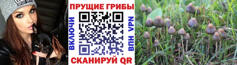 Псилоцибиновые грибы прущие грибы Снежинск